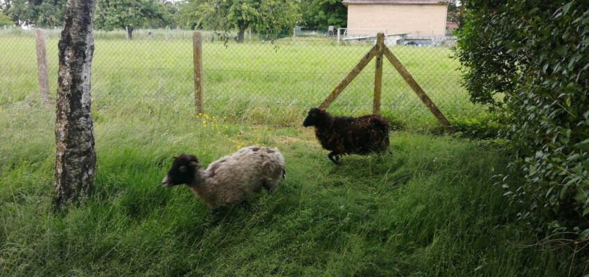 Eco-pâturage sur les sites des réservoirs d’Etelfay et de Le Quesnoy