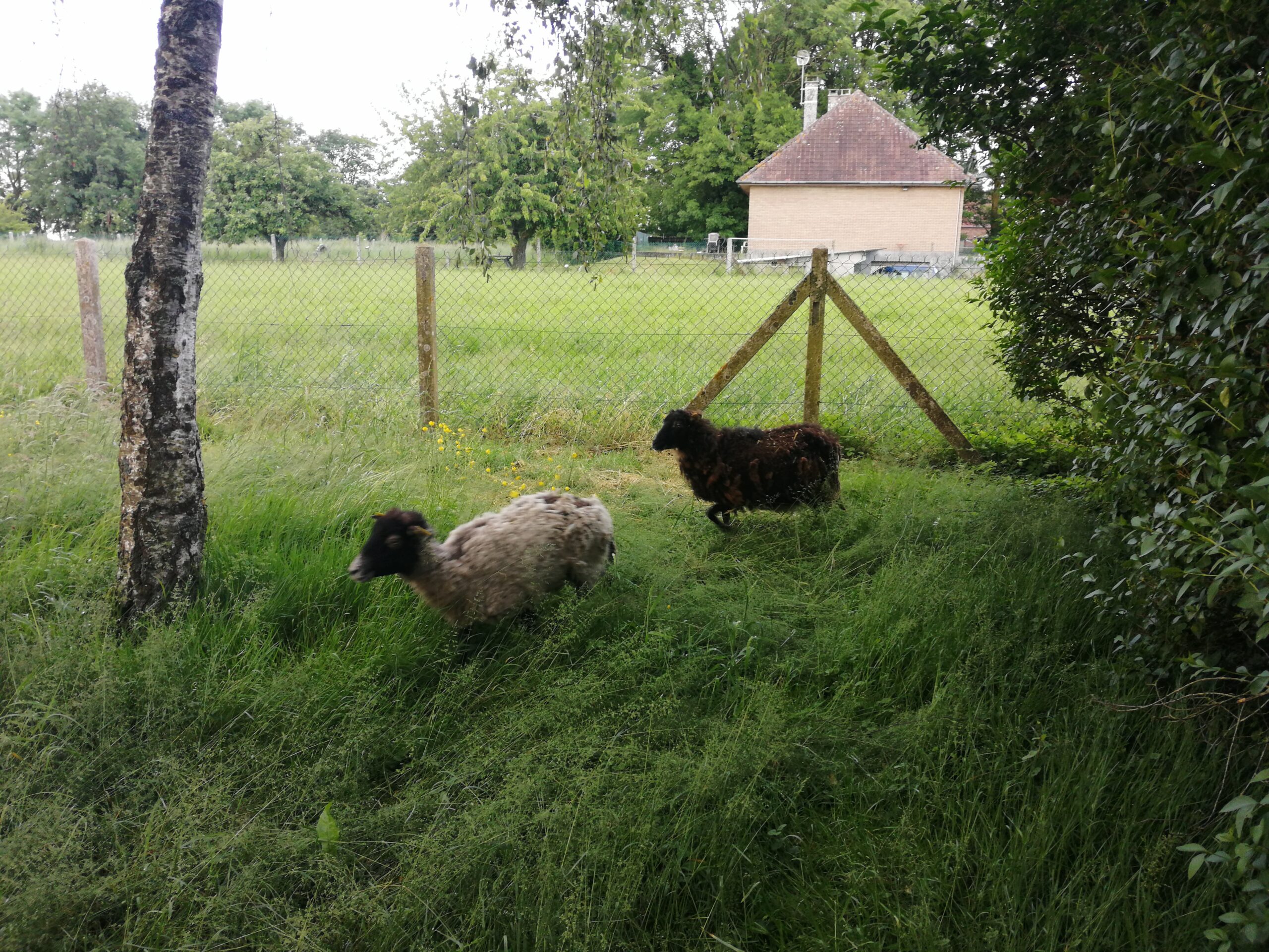 You are currently viewing Eco-pâturage sur les sites des réservoirs d’Etelfay et de Le Quesnoy